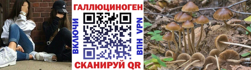 Галлюциногенные грибы Psilocybe  Купить где  Кола 